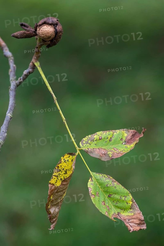 Real walnut, English walnut, Juglandaceae, Juglans regia, Madeira walnut, Persian walnut, walnut tree, walnut tree, trees, common walnut, flora, high size, vertical format, plants, plants, tree