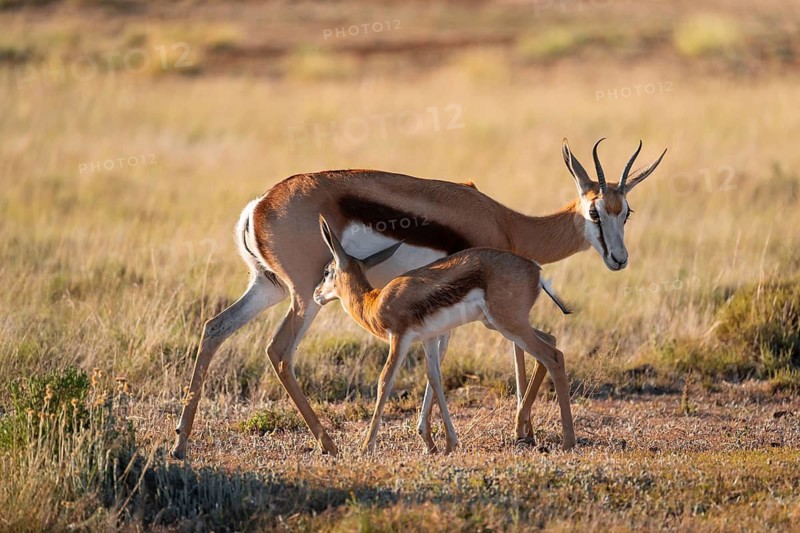 Young suckling and mother, springbok (Antidorcas marsupialis) in meadow, Mountain Zebra National Park, South Africa