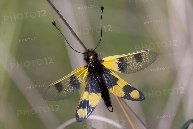 Eastern European owlfly, dragonfly macaronius, butterflies, Bulgaria, insects, web-winged birds, eastern butterflies