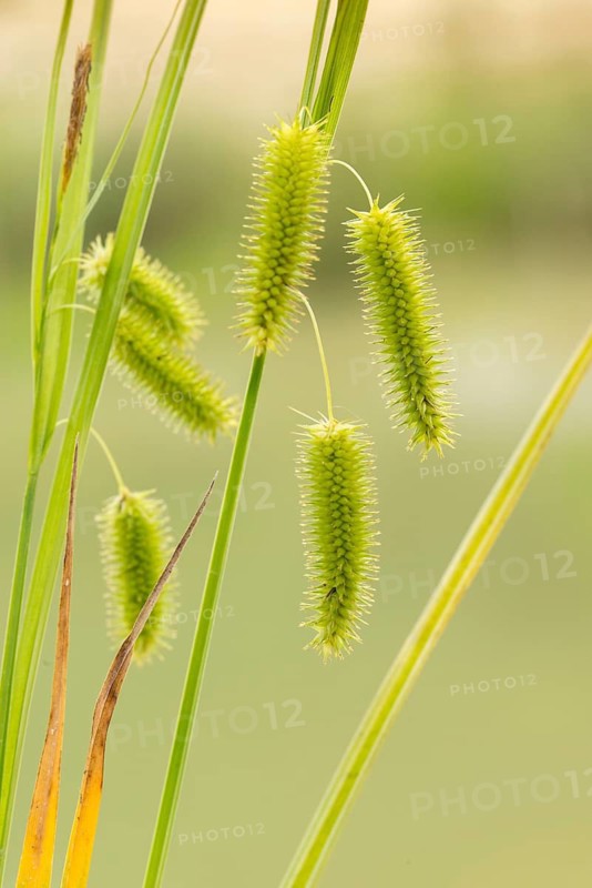 Carex pseudocyperus, cyperaceae, sour grasses, false cyprus sedge, cyperus sedge, flora, high size, portrait format, hop sedge, plants