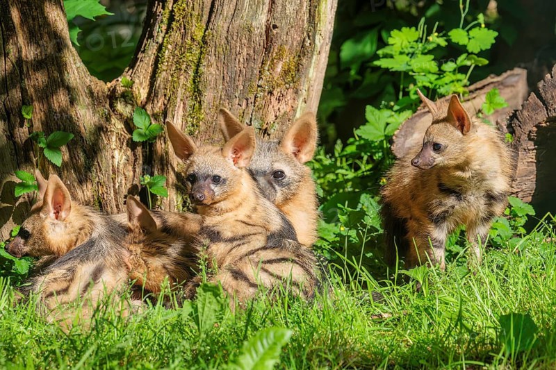 A female aardwolf (Proteles cristatus) rests together with her young near a tree on a sunny day. Captive