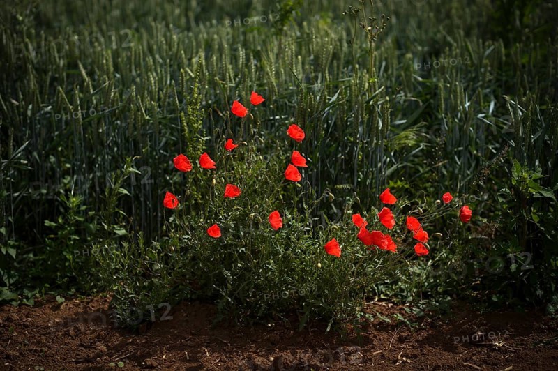 Corn poppies (Papaver rhoeas) beside a wheat field, Agrawirtschaft, Fellbach, Baden-Württemberg, Germany