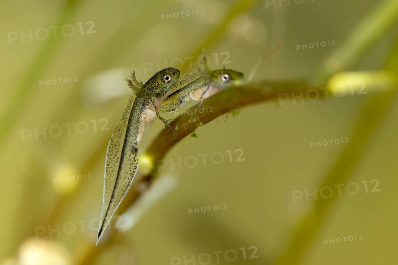 Great Crested Newt, Crested Newt, Northern Crested Newt, Triturus Cristatus, Amphibians, Amphibians, Larva, Larva, Amphibian, Northern Crested Newt, Warty Newt