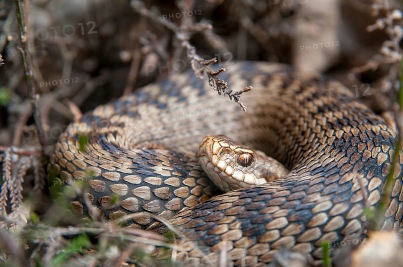European adder, European viper, venomous snake, vipera berus, critters, poisonous reptilia, reptilia, snakes, snakes