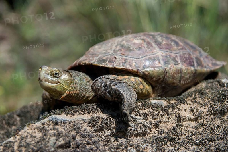 Mauremys leprose, Moorish brook turtle, Spanish water turtle, Spanish terrapin, critters, extremadura, reptilia, reptiles, turtles, Spain, tortoise, turtles