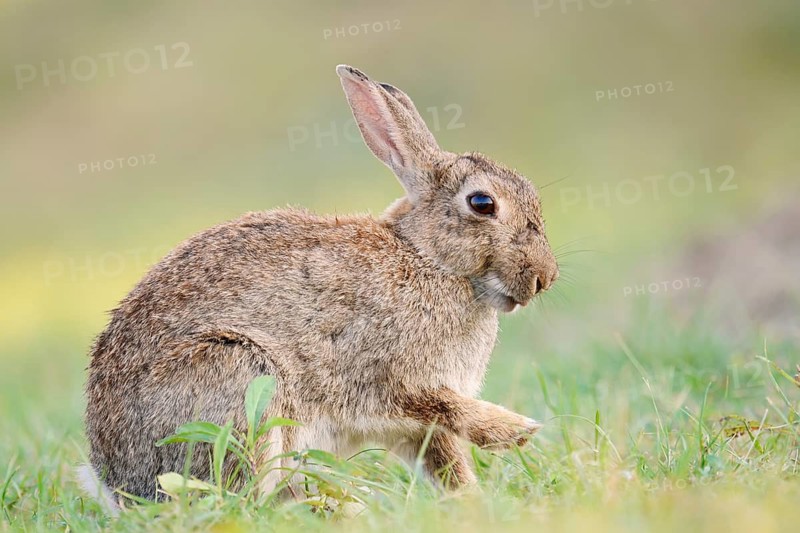 A wild rabbit (Oryctolagus cuniculus) sitting in a meadow, North Rhine-Westphalia, Germany
