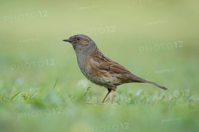 Dunnock or Hedge sparrow (Prunella modularis) adult garden bird on a grass lawn, Suffolk, England, United Kingdom