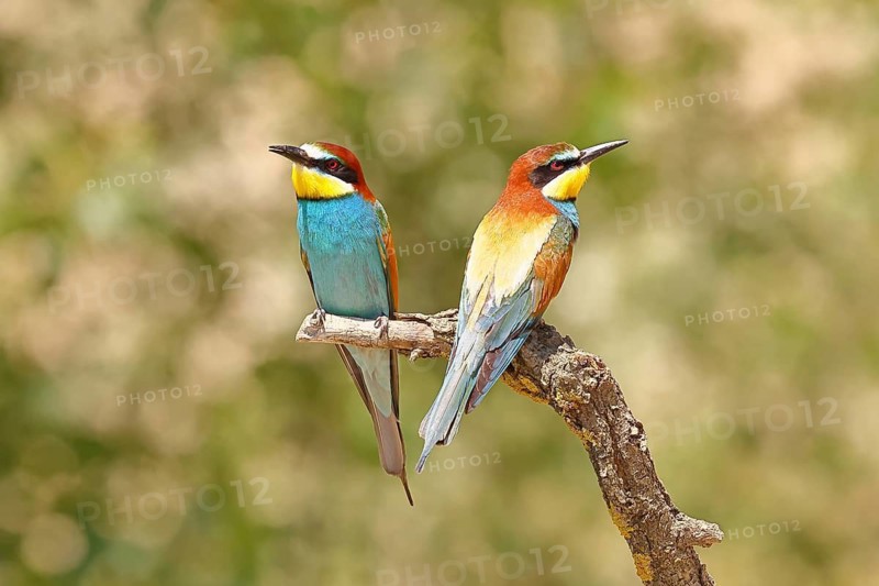 European bee-eater (Merops apiaster) two animals sitting on a branch, pair of animals, Lake Neusiedl, Burgenland, Austria