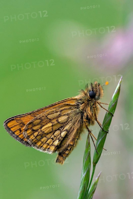 Colorful bighead butterfly butterfly butterfly carterocephalus palaemon chequered skipper