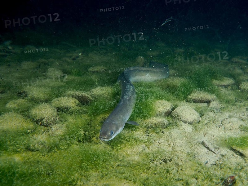 A curved European eel (Anguilla anguilla) gliding through the algae-covered rocky underwater terrain at night, dive site Klosterinsel, Rheinau, Canton Zurich, Rhine, High Rhine, Switzerland, Germany