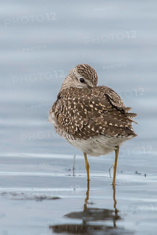 Bruchwassersträder, tringa glareola, wood sandpiper, birds, charadriiformes, high size, portrait format, limikolen, snipe birds, scolopacidae, birds, waders, waders
