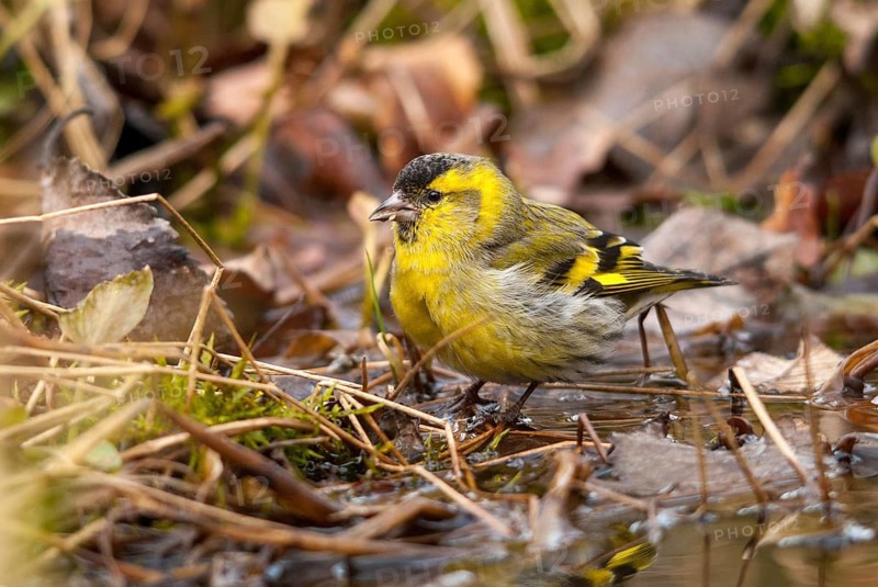 Carduelis spinus, siskin, spinus spinus, siskin, bath, bath, bird bath, birds, garden, male, passeri, songbirds, songbirds, drinking, birdbath, birds, watering place