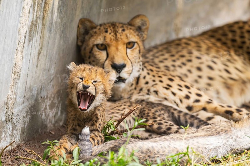 Cheetah (Acinonyx jubatus) mother with her youngster, captive, occurrence Africa