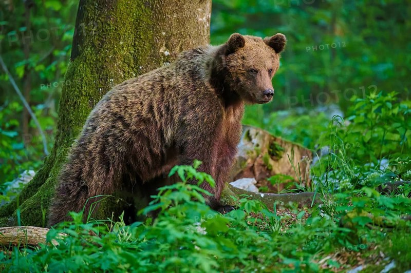 A brown bear sitting by some dense bushes in the forest, European brown bear (Ursus arctos), Slovenia