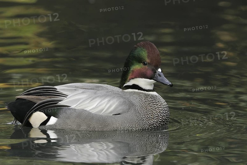 Falcated Duck (Mareca falcata) male, California, USA
