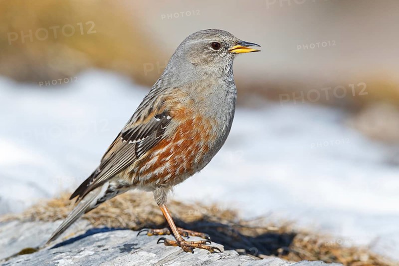 Alpine Accentor (Prunella collaris), Valais, Switzerland