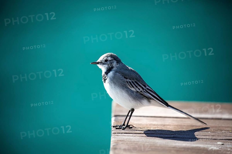 Bird on a wooden jetty against a turquoise background in sunlight, white wagtail (Motacilla alba), perched, habitat, foraging, bird, birds, animals, songbird, family of stilts and pipits, Norway