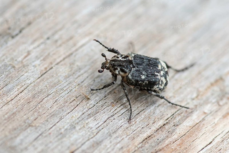 Leaf horn beetle, rotting wood scarab beetle, scarabaeidae, stumbling beetle, valgus hemipterus, beetle, coleoptera, insects, beetles