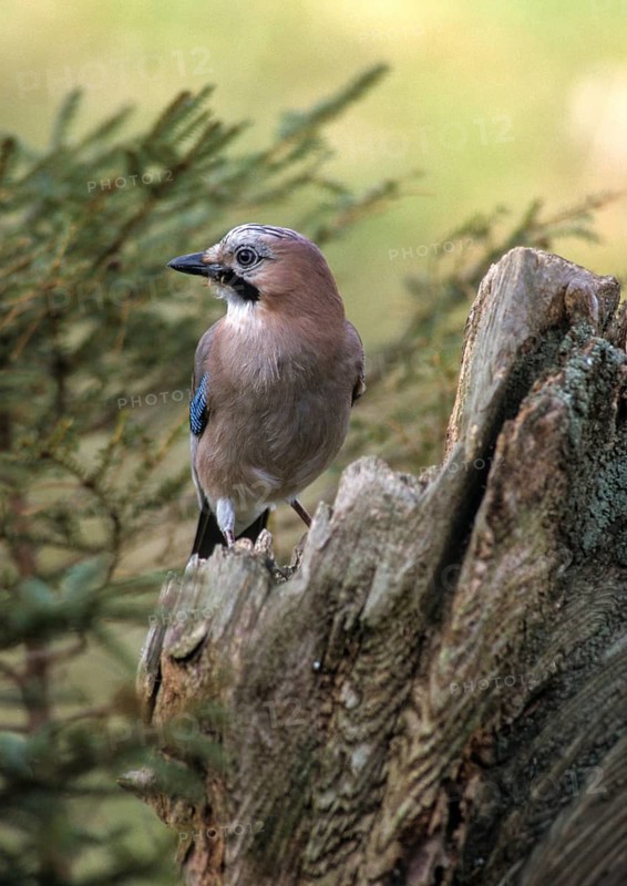 Jays, Garrulus glandarius, jay, birds, corvidae family of birds, high size, portrait format, passeri, corvids, songbirds, birds