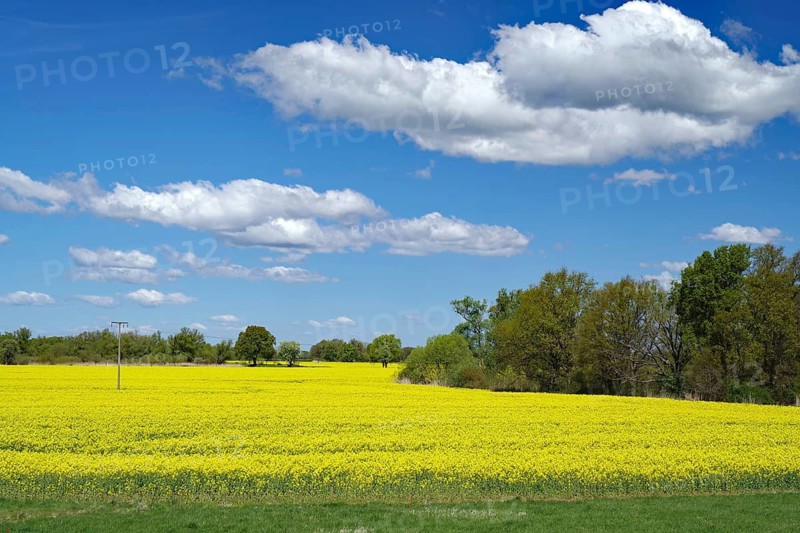 A wide yellow rapeseed field under a blue sky with scattered clouds, Neu-Bleckede, spring, bicycle tourism, bicycle travel, Mecklenburg-Western Pomerania, Germany