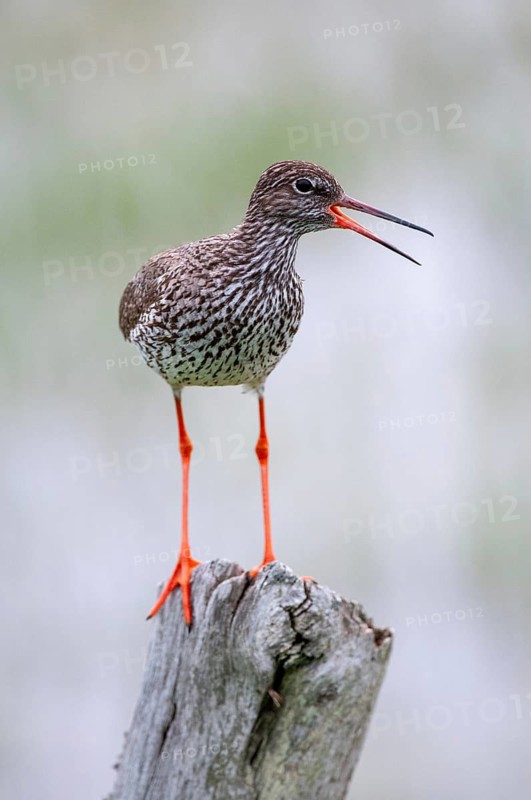 Redshank, redshank, Sweden, Tringa Totanus, birds, Charadriiformes, high size, portrait, limikolen, snipe birds, scolopacidae, Sweden, birds, waders, waders, Öland