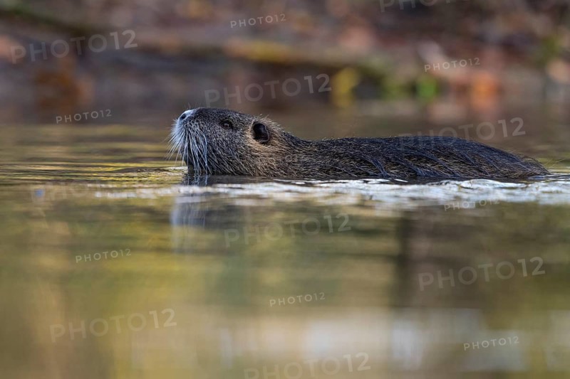 Nutria (Myocastor coypus) in a body of water, Osnabrück, Lower Saxony, Germany