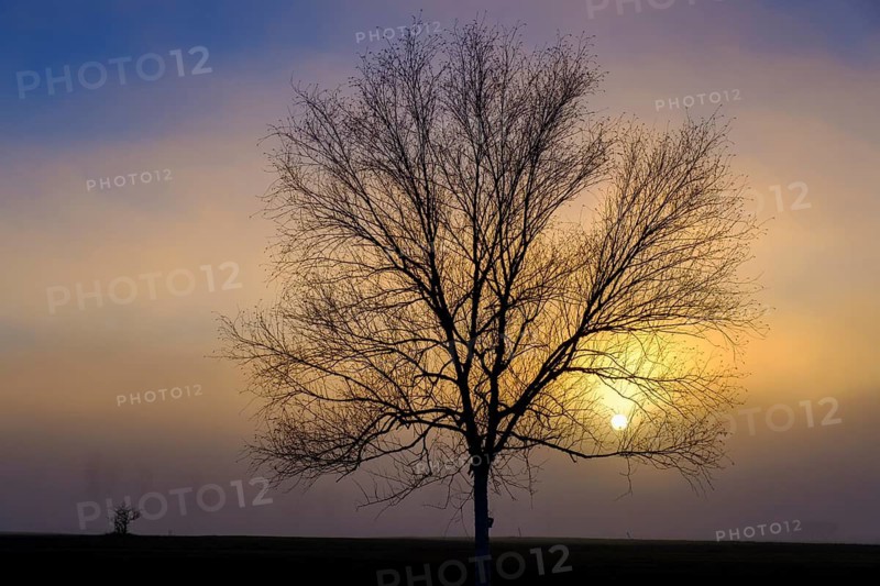 Sunset with fog, Benediktbeuern, Benediktbeurer Moor, Upper Bavaria, Bavaria, Germany