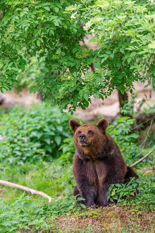 A female brown bear (Ursus arctos arctos) is sitting in dense vegetation on hilly terrain, sniffing the air. Transylvania, Romania