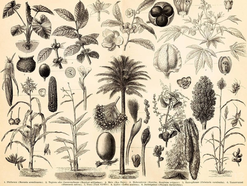 Food plants, nutrition, stimulants, leaves, flowers, fruits, seeds, arrowroot (Maranta arundinacea), tapioca or cassava (Manihot utilissima), maize (Zea Mays), sorghum (Durrha, Sorghum vulgare), Tarro plant (Colocasia esculenta), yam root (Dioscorea sativa), tea (Thea viridis), coffee (Coffea arabica), date palm (Phoenix dactylifera), biology, nature, historical illustration 1885