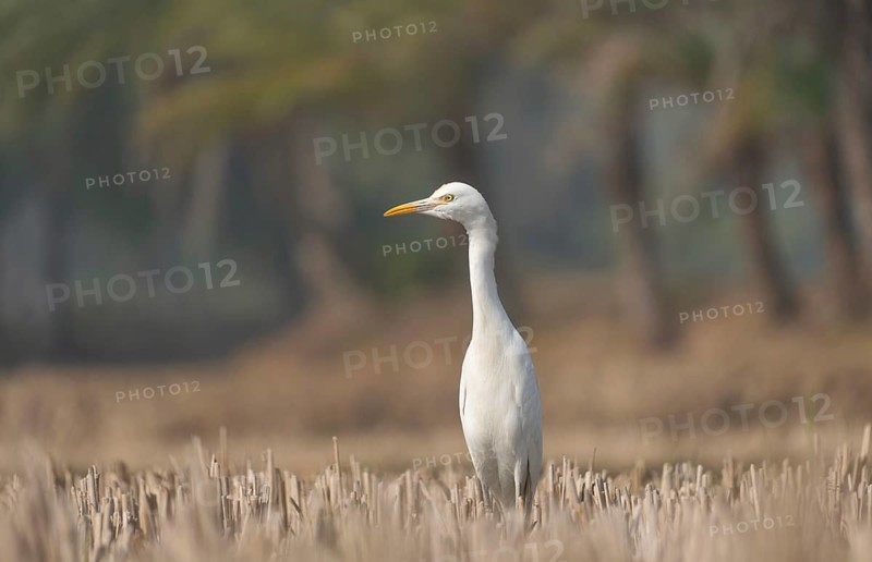 Cattle Egret (Bubulcus ibis) standing in a harvested paddy field, Sreepur, Gazipur, Bangladesh