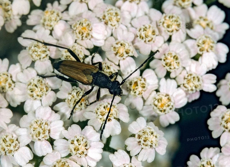 Anastrangalia sanguinolenta, blood-red longhorn beetle, spec.2 longhorn beetle, longhorn beetle, coleoptera, insects, beetles, leo