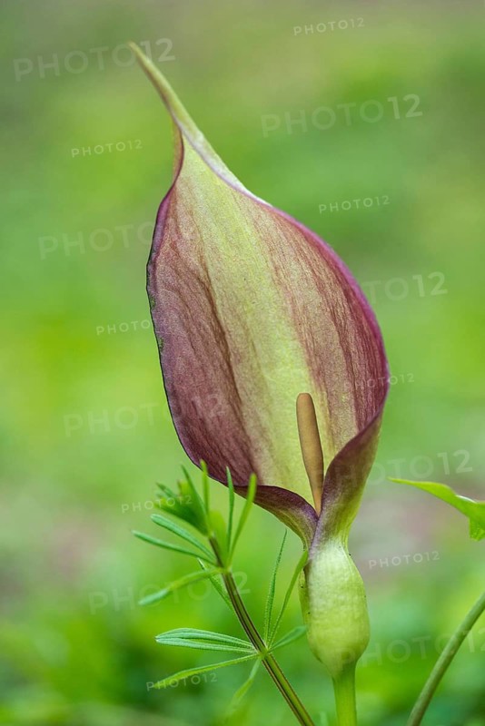 Araceae, Arum Maculatum, Spotted Arum Wand, Adder's Root, Arum Lily, Flora, High Size, Portrait, Plants, Snakeshead, Wild Arum