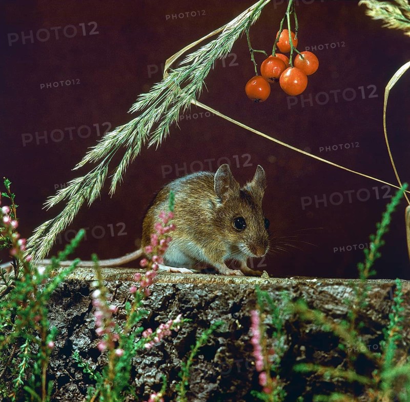 Apodemus sylvaticus, long-tailed field mouse, rodents, rodentia, forest mouse, leo, mammals, mouse, muroids, mice, rodents, mammals