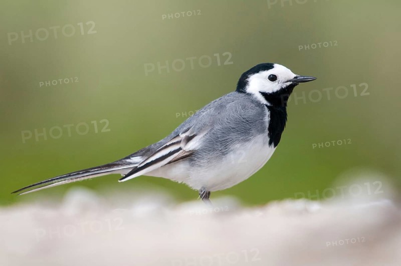 Wagtail, Motacilla Alba, White Wagtail, Birds, Passeri, Songbirds, Birds