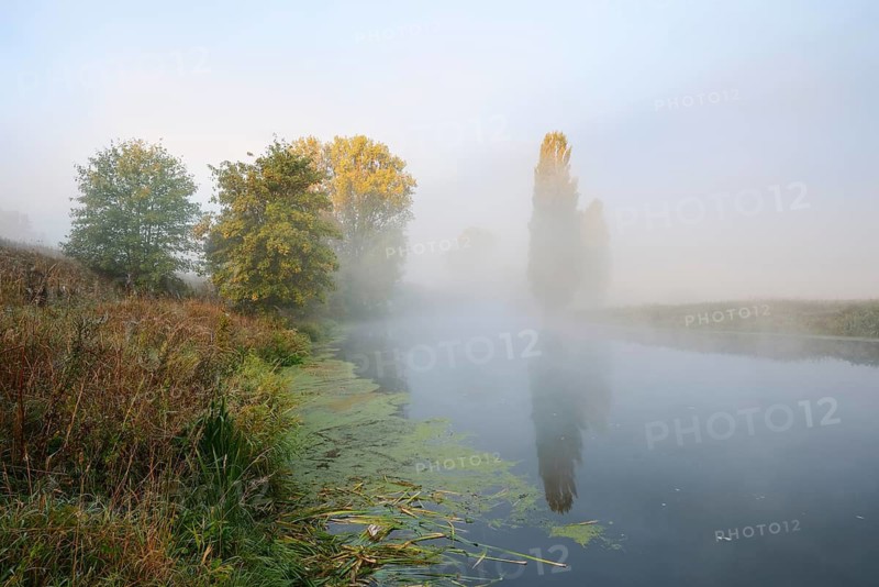 The Lippe River with Canadian poplars (Populus x canadensis, Populus x euramericana) and Italian poplars (Populus nigra 'Italica') in the morning mist, North Rhine-Westphalia, Germany
