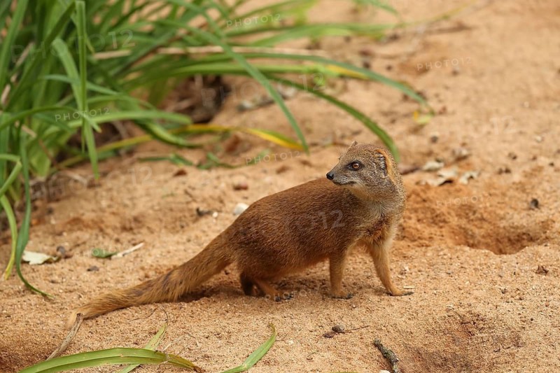 A mongoose stands on sandy ground, surrounded by green vegetation, a fox mongoose (Cynictis penicillata) is sitting on the ground, in captivity, Baden-Württemberg, Germany