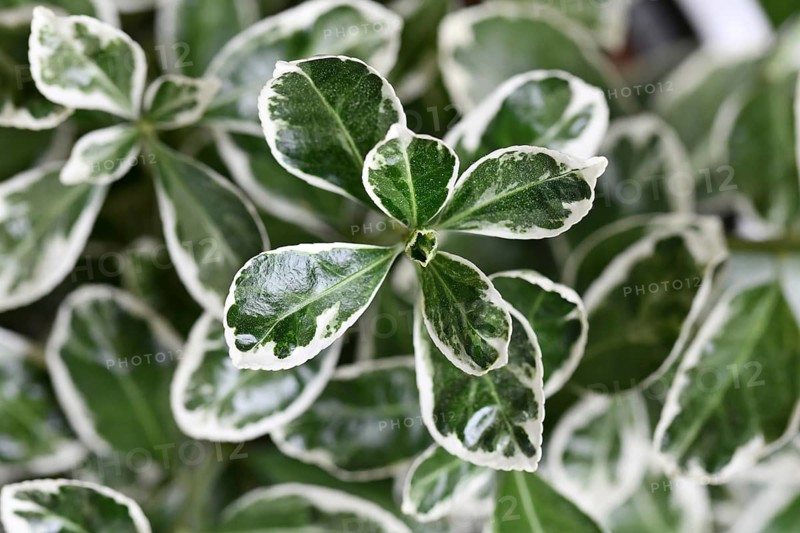 Close up of 'Euonymus Japonicus Kathy' spindle tree plant