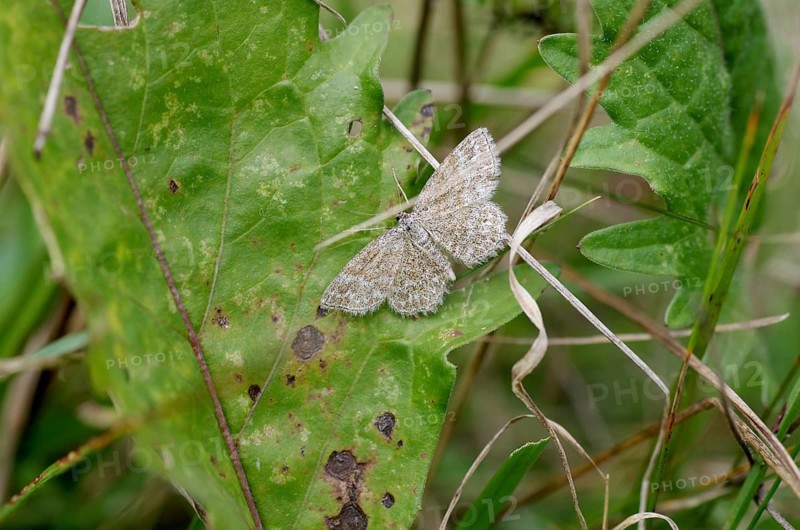 Marbled moth (Scopula immorata), moth, Austria