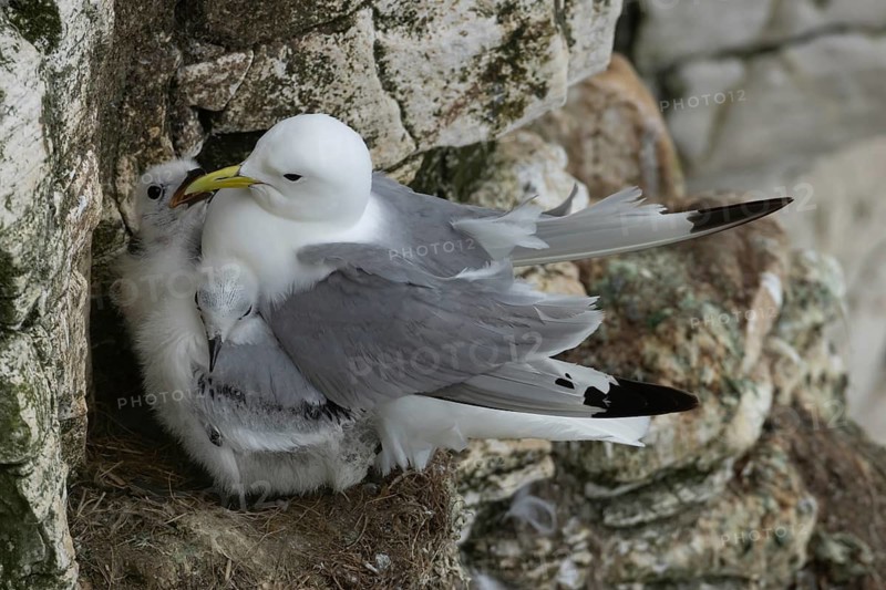 Black legged kittiwake (Rissa tridactyla) adult parent and two juvenile baby seabird birds on a nest on a cliff ledge in summer, England, United Kingdom