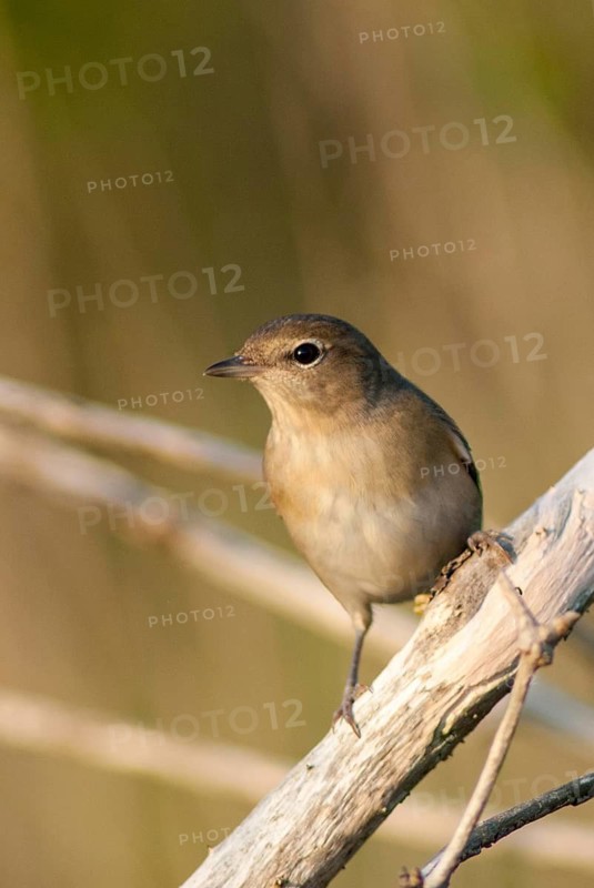 Garden Warbler, Garden Warbler, Sylvia Borin, Birds, High Size, Portrait, Passeri, Songbirds, Birds