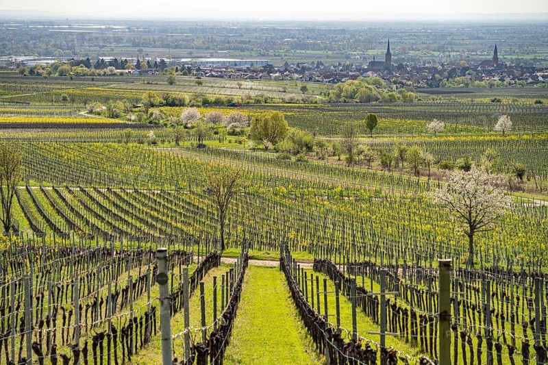 Spring in the vineyard near Sankt Martin, Southern Wine Route, Rhineland-Palatinate, Germany