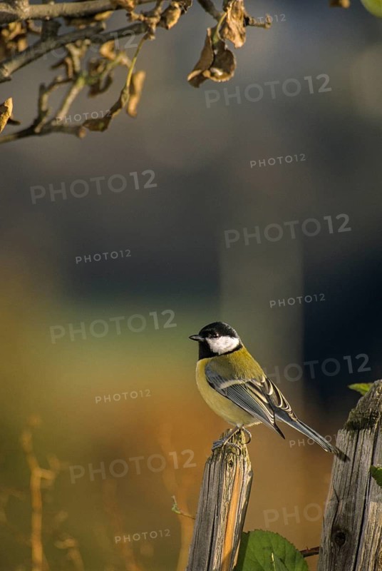 Great tit, great tit, parus major, birds, garden, garden fence, garden fence, high size, portrait format, tits, passeri, songbirds, tits, birds