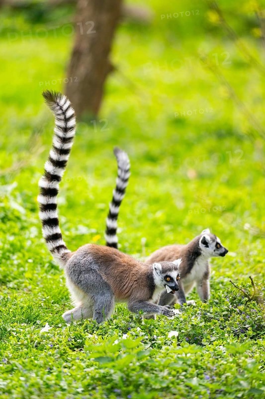 Ring-tailed lemur (Lemur catta) walking in the grass, captive, Germany