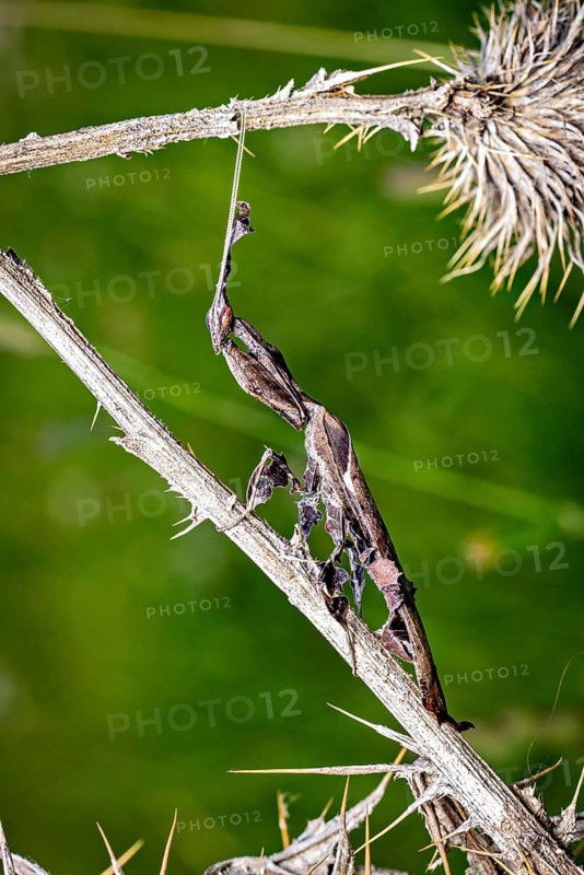 A brown praying mantis on prickly plants against a blurred green background, a ghost mantis in a meadow near Windhoek, Namibia (Phyllocrania paradoxa)