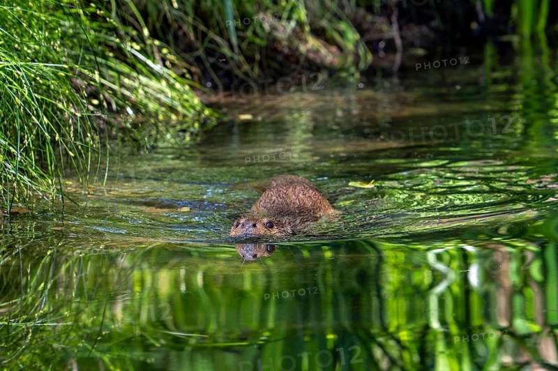 Eurasian otter, European river otter (Lutra lutra) swimming in pond, stream