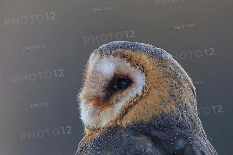 A side view portrait of a barn owl with clear details, white and brown feathers and a dark background, barn owl (Tyto alba), adult, alert, in winter, portrait, Bohemian Forest, Czech Republic