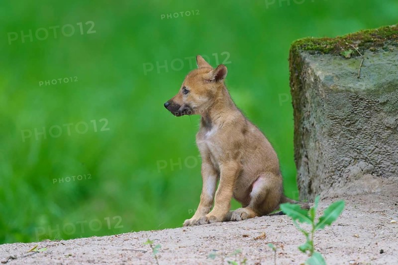A puppy is sitting on its side in a green setting next to a moss-covered stone, wolf (Canis lupus), Germany