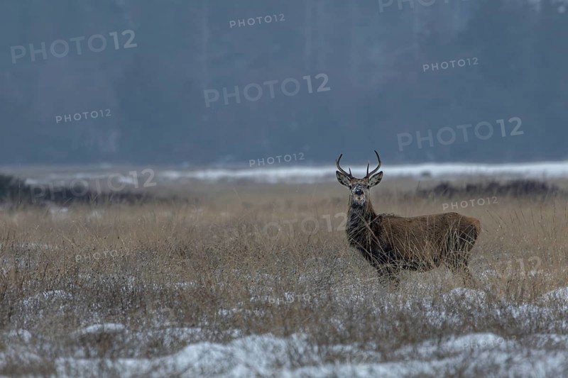 Before the red deer (Cervus elaphus) follows the does, it takes great care to ensure its safety, winter, snow, cold, winter landscape, January, Denmark