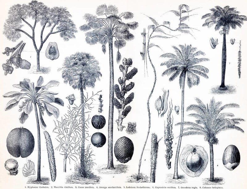 Palms, Hyphaene Thebaica (1), Mauritia vinifera (2), Cocos nucifera (3), Cocos Sacchaarifera (4), Lodoicea Sechellarum (5), Copernicia cerifera (6), Oreodoxa regia (7), Calamus Latispinus (8), trees and their fruits, occurrence, tropics, warm climate zones, different species, compilation, overview, enumeration, biology, nature, historical illustration 1885