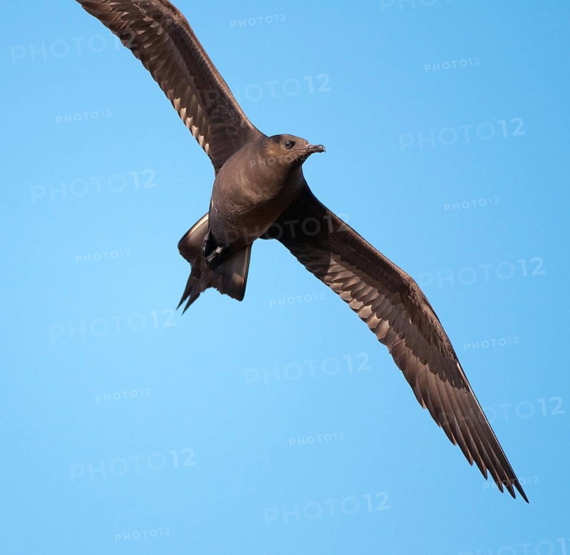 Arctic hunter, arctic skua, arctic tern, Norway, parasitic hunter, parasitic skua, parasite predatory gull, stercorarius parasiticus, varanger, birds, charadriiformes, flying, flight, limikolen, predatory gulls, stercorariidae, birds